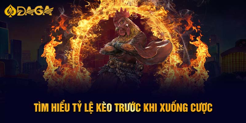 Tìm hiểu tỷ lệ kèo trước khi  xuống cược